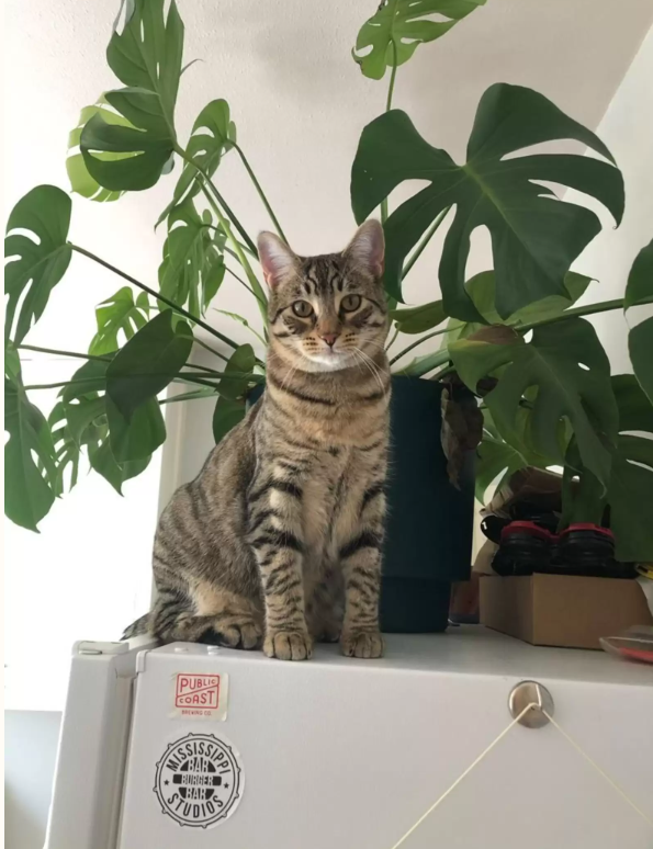 A mail carrier brings joy to his biggest fan, a cat, every morning.