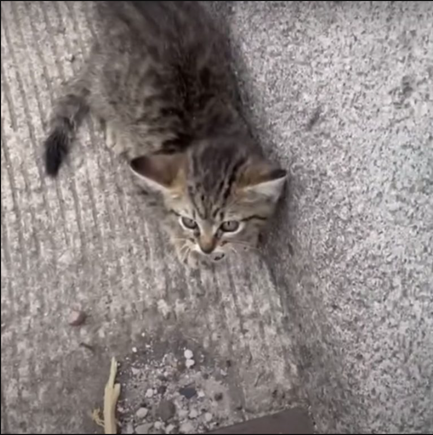 Kindhearted Person Dashes Across A Busy Highway To Save A Kitten Thrown Out Of A Moving Car