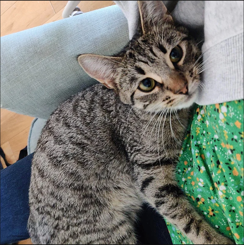 Cat Moves Into Cold Shed to Get Ready for Kittens But Later Finds Ideal Home She’s Been Waiting for