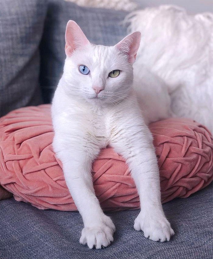 Abandoned-Different-Colored-Eyes-Extra-Toes-Finds-Home-Sansa-The-Cat