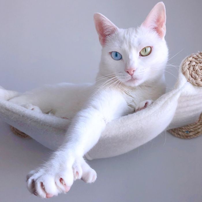 Abandoned-Different-Colored-Eyes-Extra-Toes-Finds-Home-Sansa-The-Cat