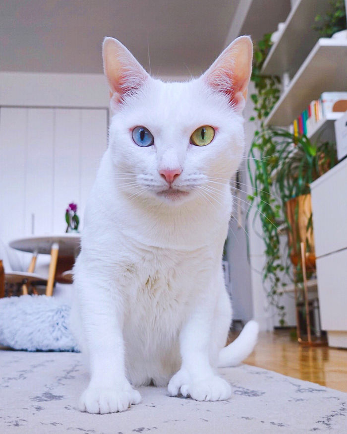 Abandoned-Different-Colored-Eyes-Extra-Toes-Finds-Home-Sansa-The-Cat