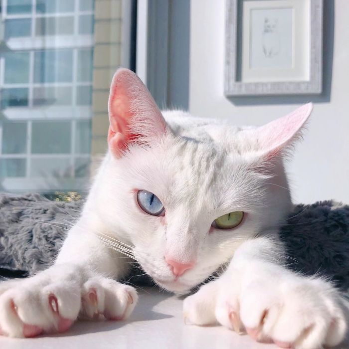 Abandoned-Different-Colored-Eyes-Extra-Toes-Finds-Home-Sansa-The-Cat