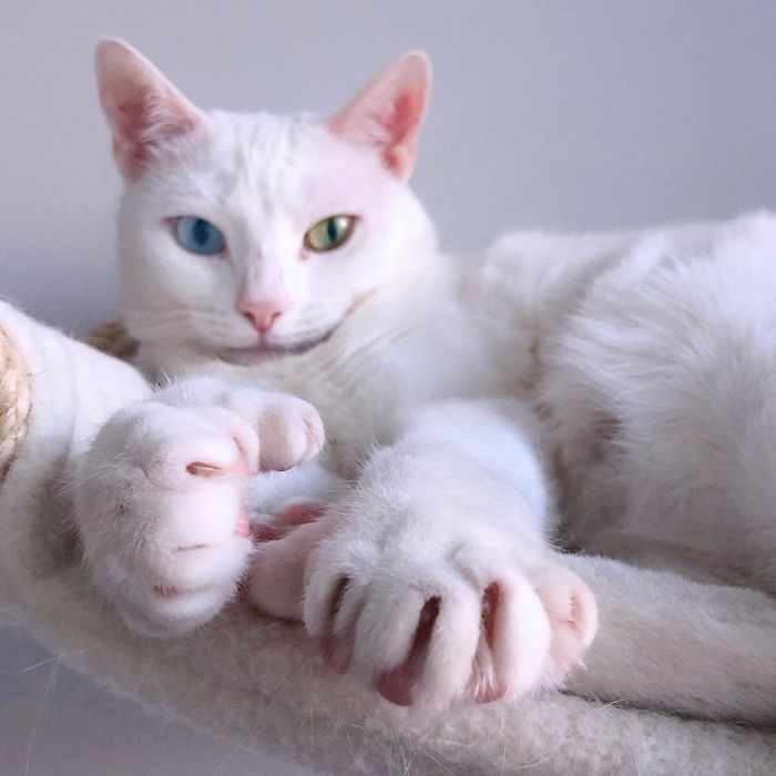 Abandoned-Different-Colored-Eyes-Extra-Toes-Finds-Home-Sansa-The-Cat