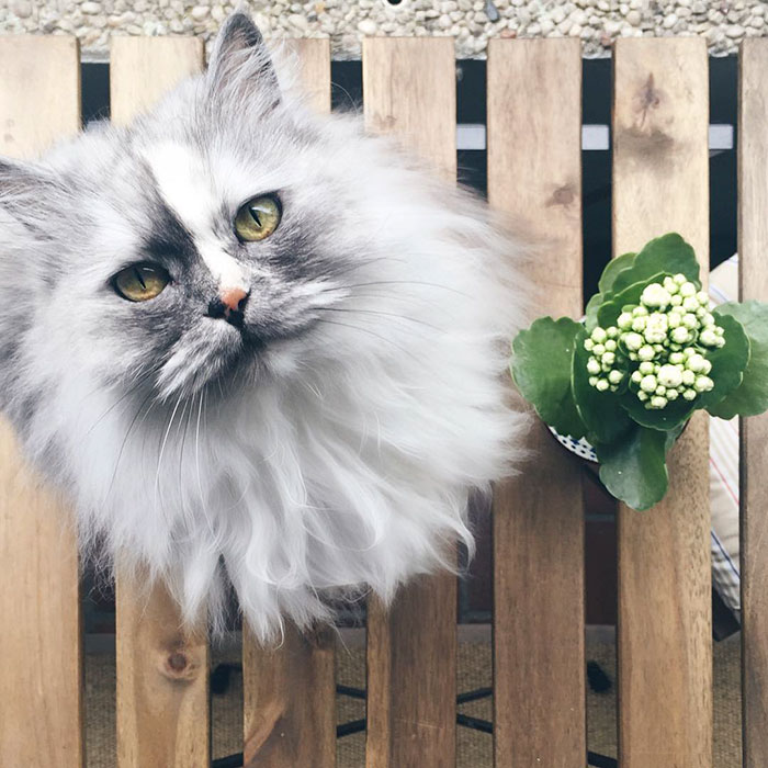 adopted-cat-fur-persian-halloalice-2