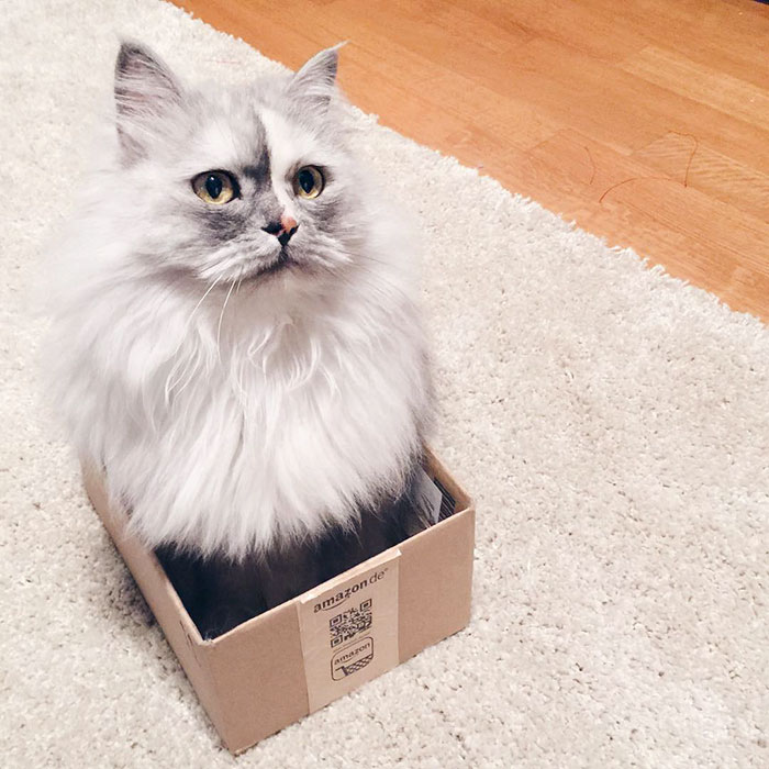 adopted-cat-fur-persian-halloalice-23