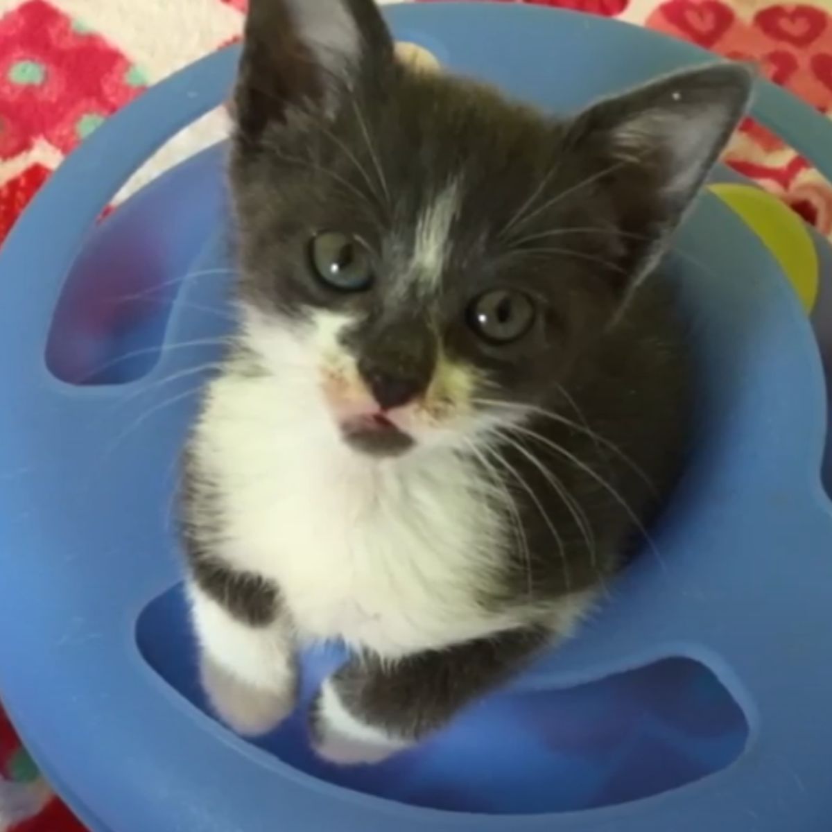 adorable black and white kitten