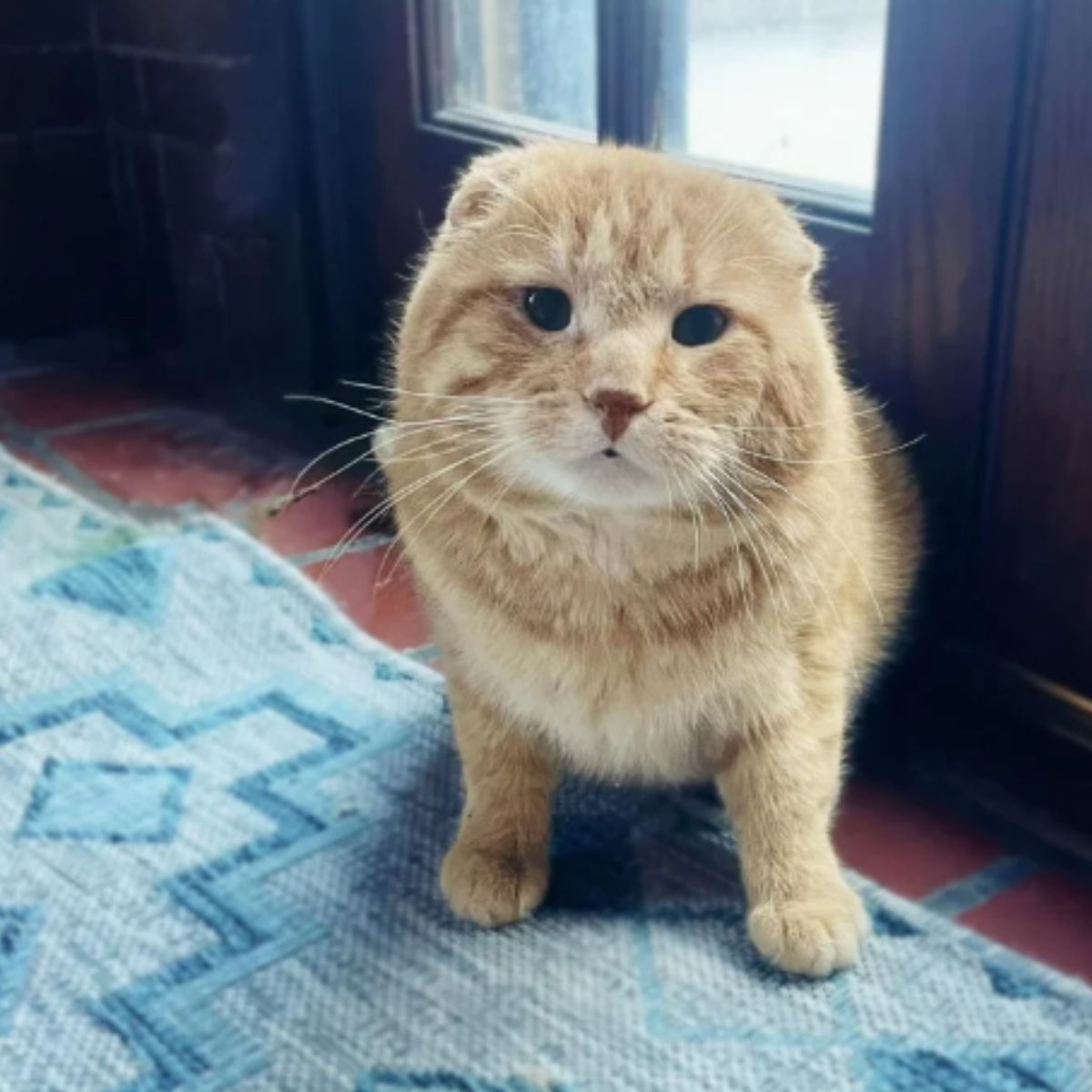 adorable cat with adorable fur