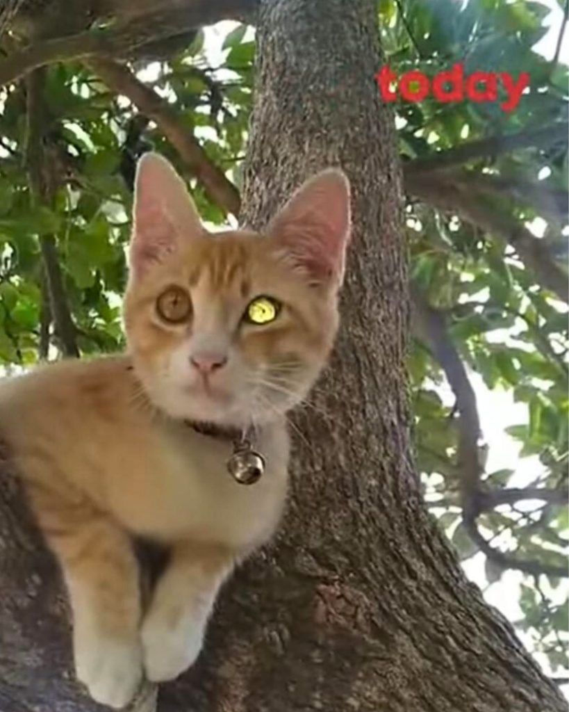 adorable ginger kitten