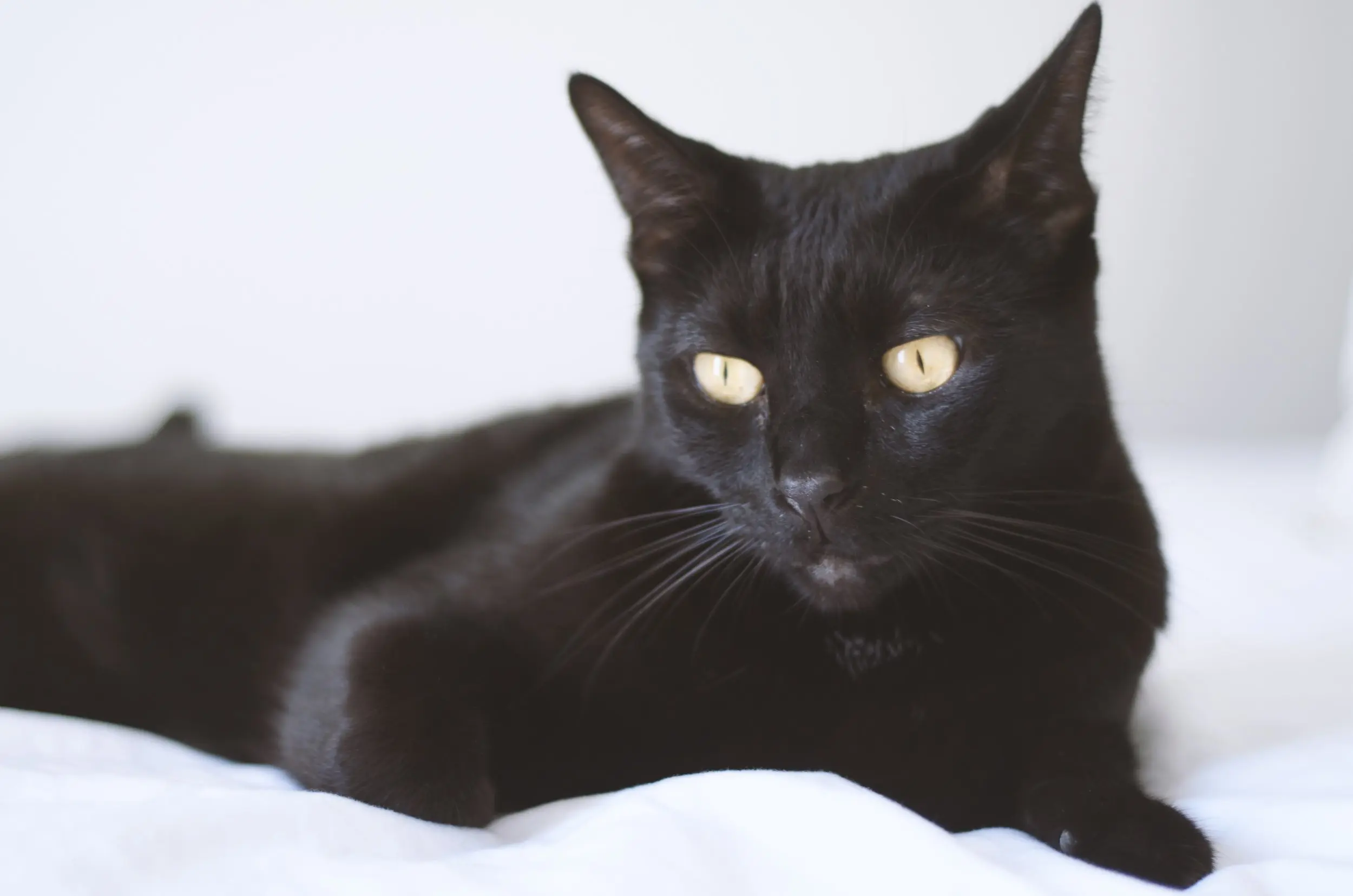 The Simple Guide To Bombay Cats > Live Long and Pawspurr