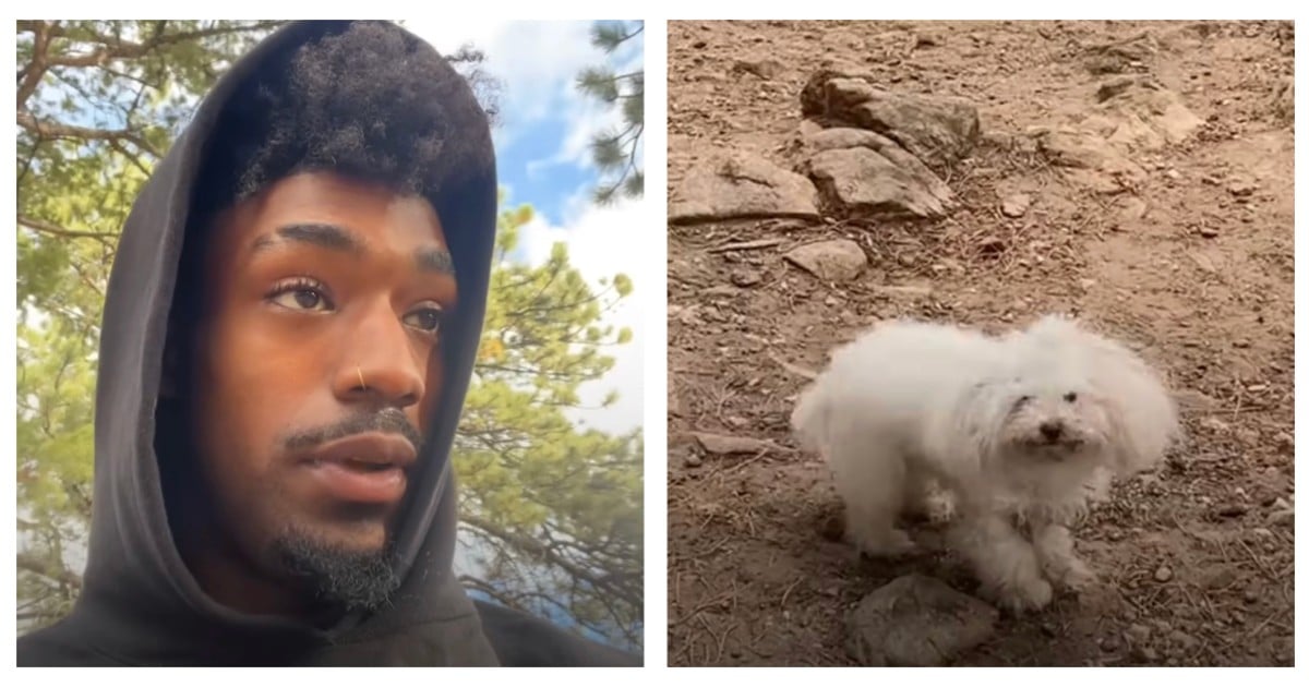 Football Player Goes On Hike To Unwind, Finds Dog And Kitten At The Top