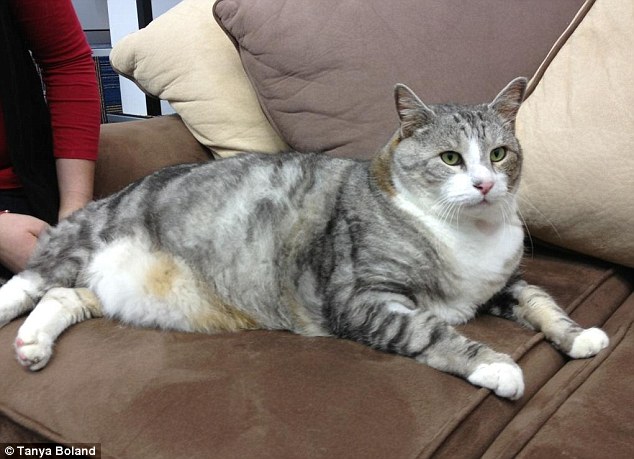 The cat weighs 14.3kg, almost three times its ideal weight of five to six kg