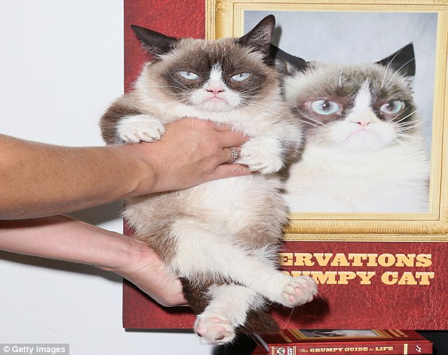 Paws for thought: Grumpy Cat strikes her cover photo pose