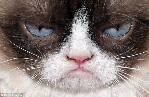 Sour: Grumpy Cat is renowned for her miserable facade