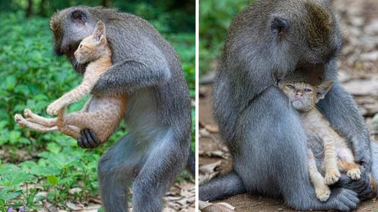 Monkey Takes In And Looks After Kitten As If It’s Her Extremely Own