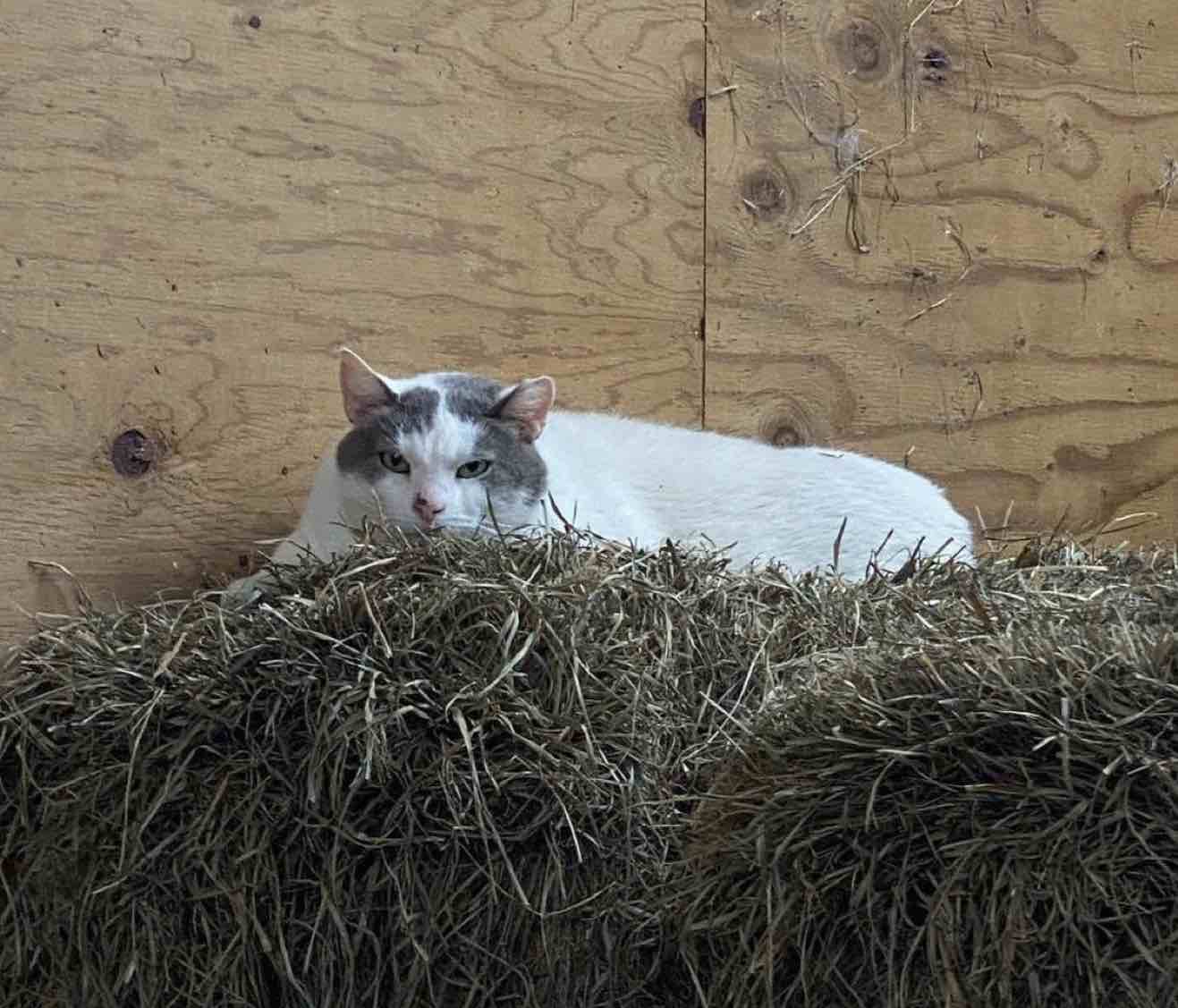 barn cat