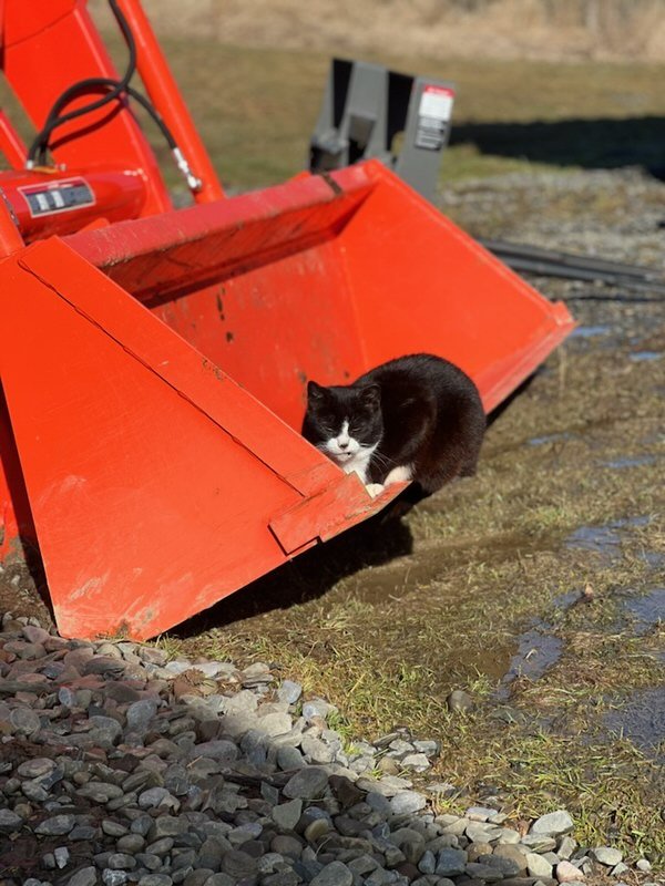 barn cat