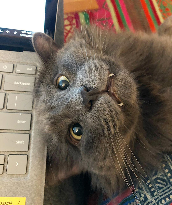 Meet Belarus, An Adorable Cross-Eyed Kitten That's Stealing Everyone's Hearts