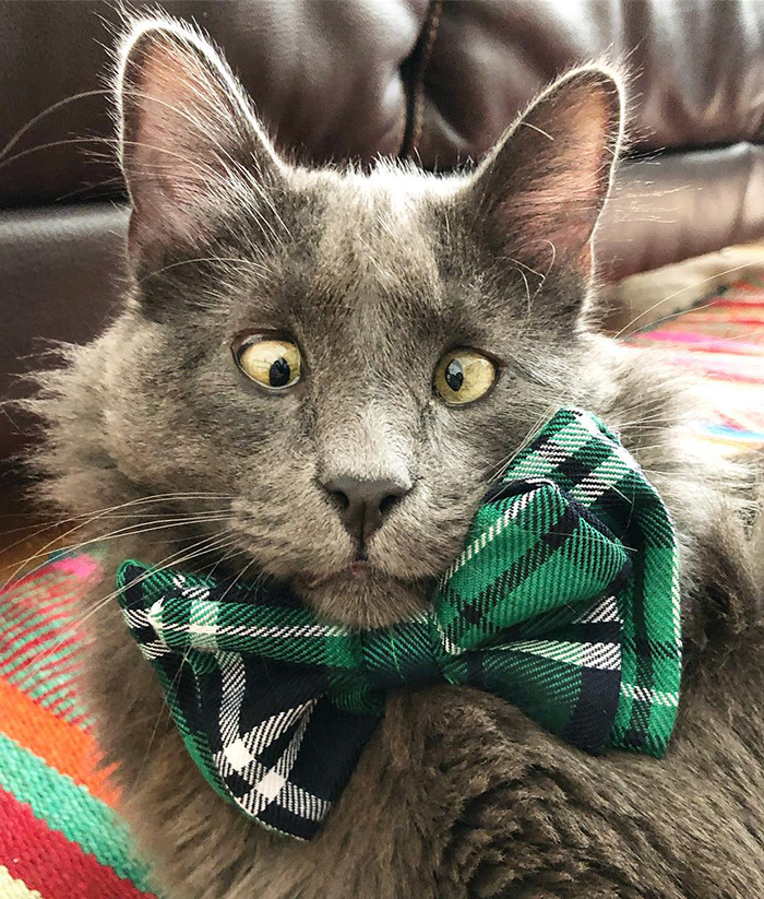 Meet Belarus, An Adorable Cross-Eyed Kitten That's Stealing Everyone's Hearts