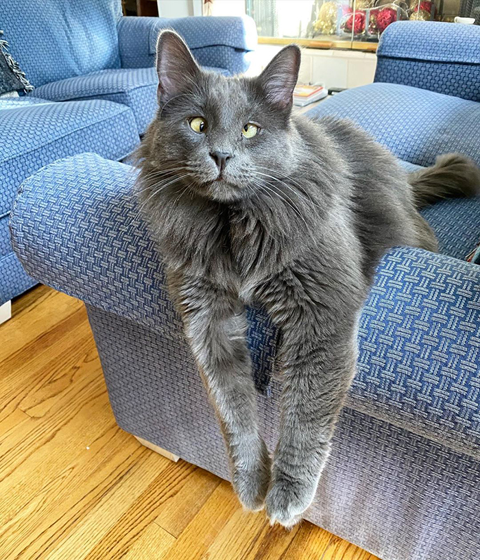 Meet Belarus, An Adorable Cross-Eyed Kitten That's Stealing Everyone's Hearts