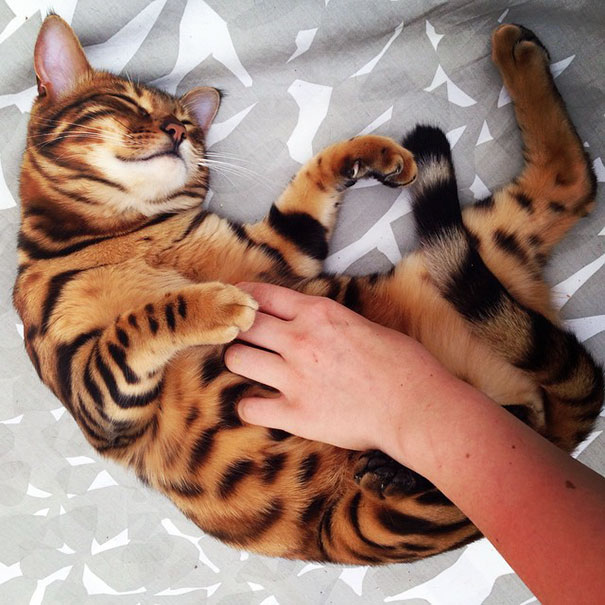 bengal-cat-spots-fur-thor-22