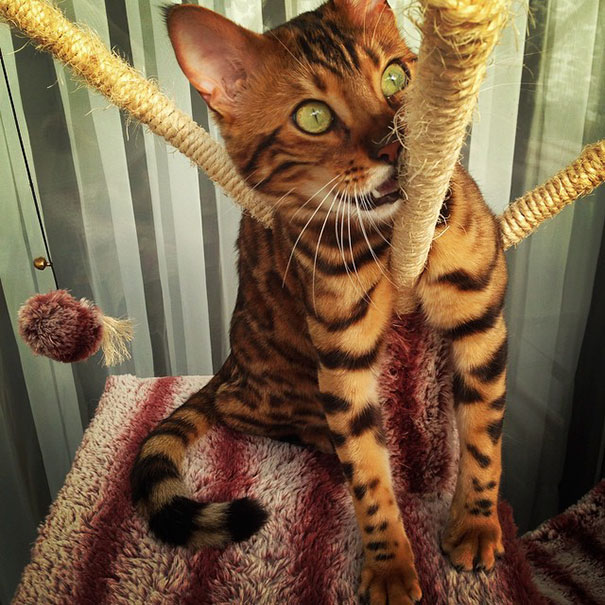 bengal-cat-spots-fur-thor-23