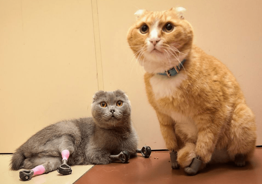 Bionic Cats