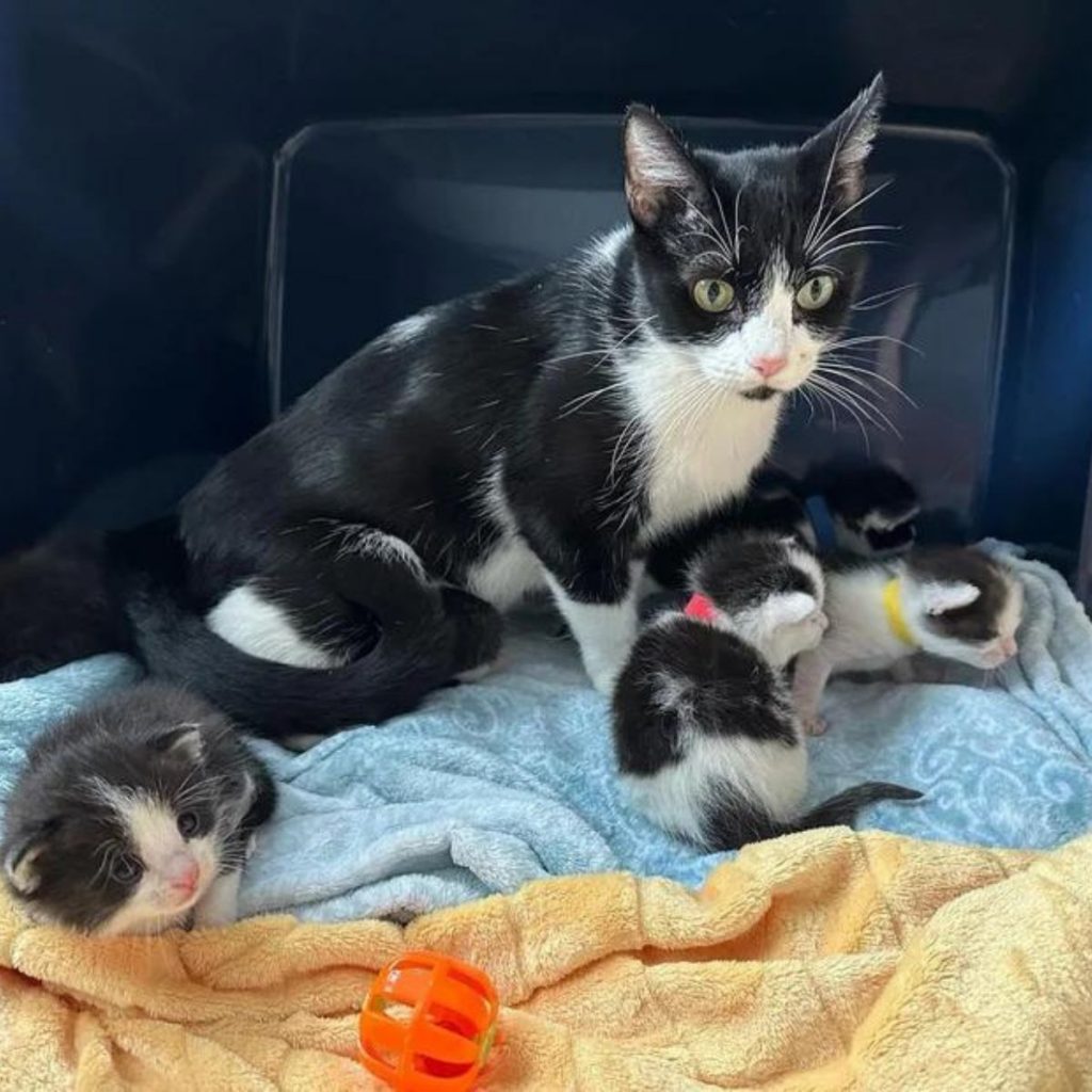 Protective Mama Cat Rescued From Kansas Calms Down After Realizing Her Babies Are Safe