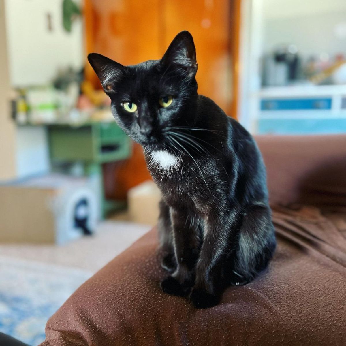 black cat sitting on the couch