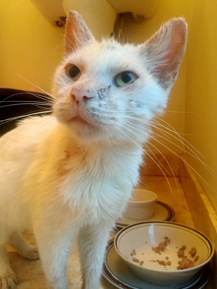 blind-rescue-cat-mange-different-color-eyes-cotton-10