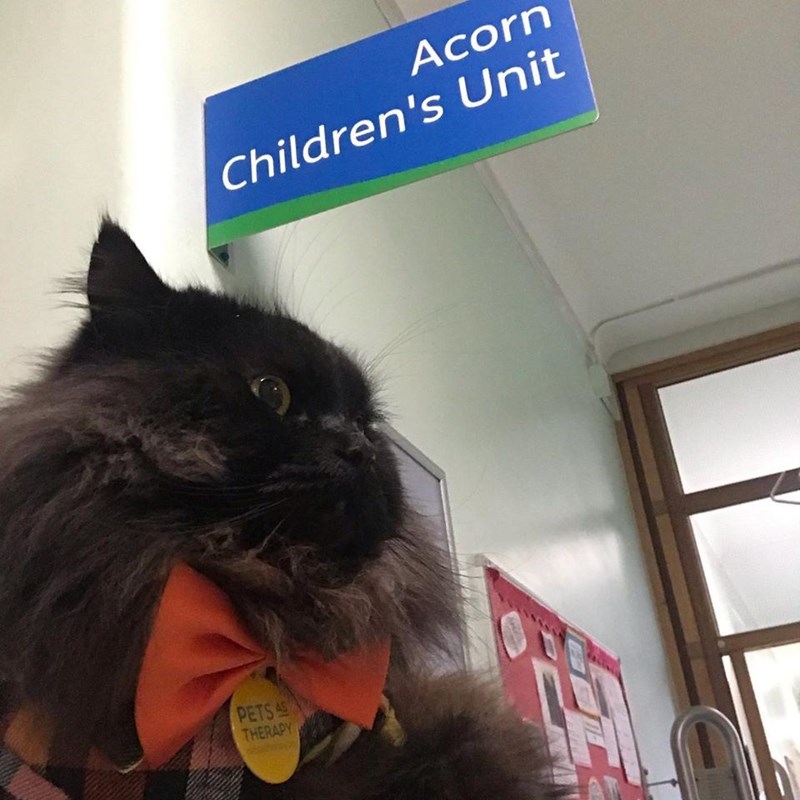 Cat - Acorn Children's Unit PETS 45 THERAPY