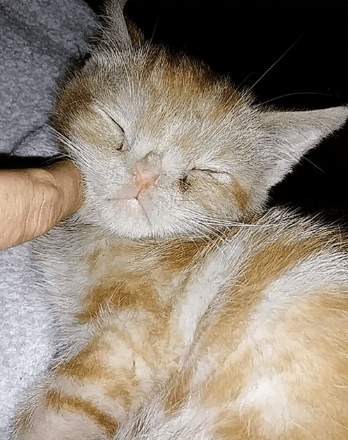 ginger rescue cat with manx syndrome chromosomal abnormality