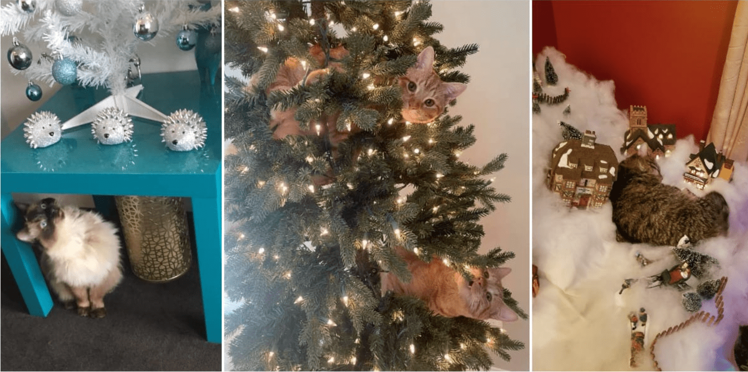 These Naughty Kittens Don’t Care If They Make Santa’s Nice List