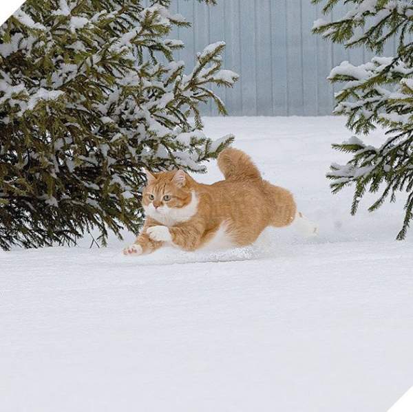 Meeting Ginger – The Snow-Loving, Playful Fat Cat