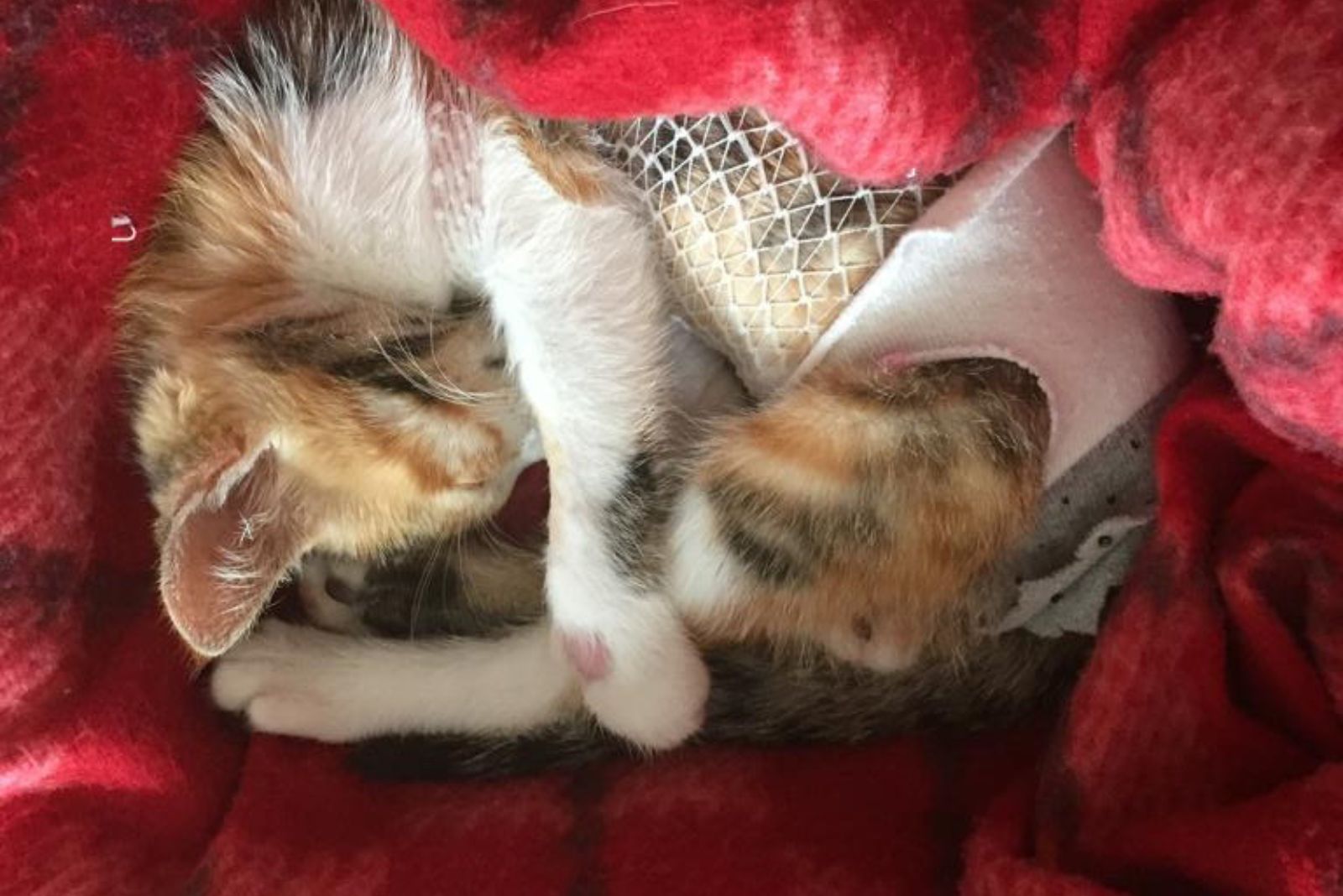 calico kitten sleeping