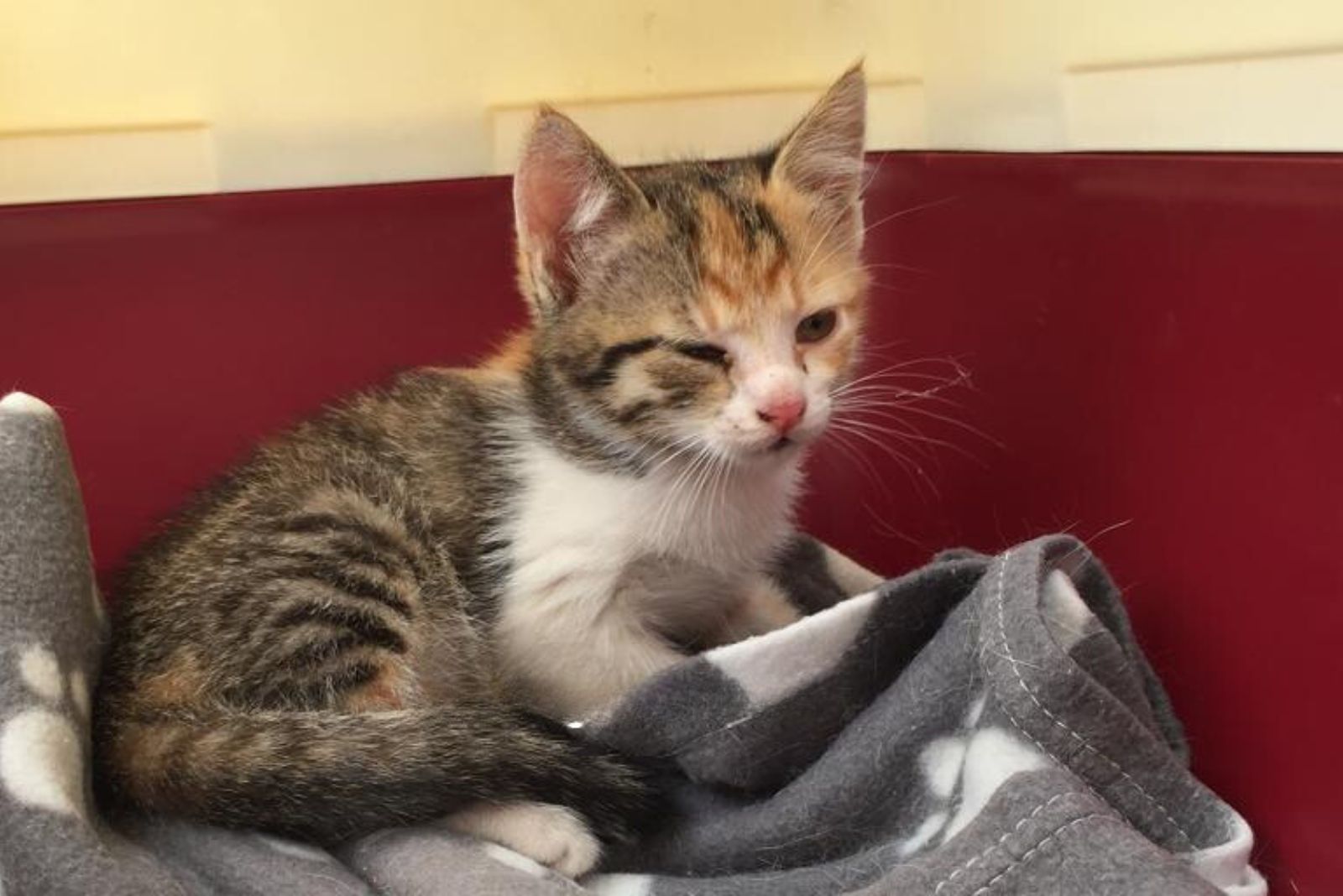 calico kitten