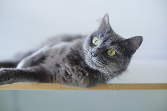 Free Cat Grey Cat photo and picture