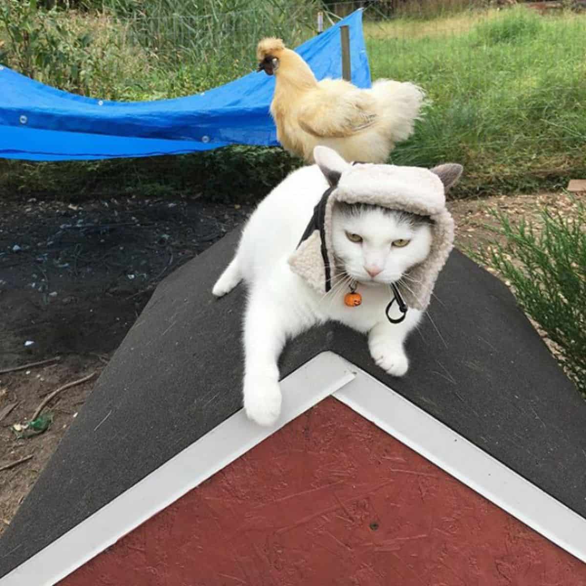 cat and a chicken