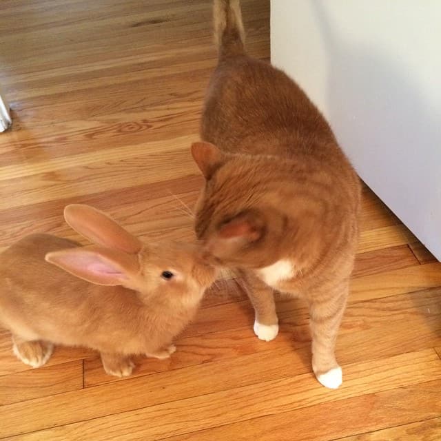 A Friendship Like No Other! Rabbit Wallace And Gus The Cat