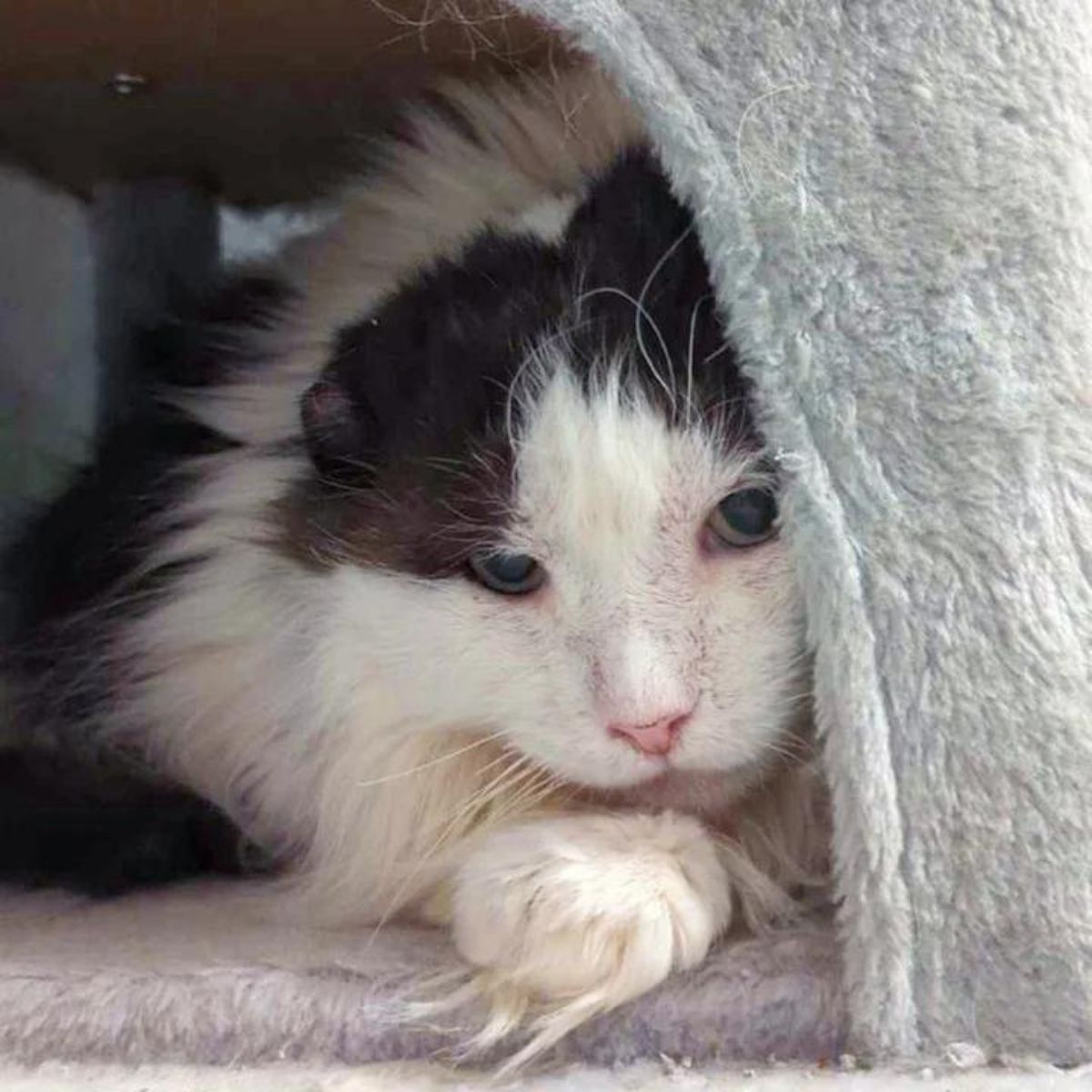 cat behind the carpet