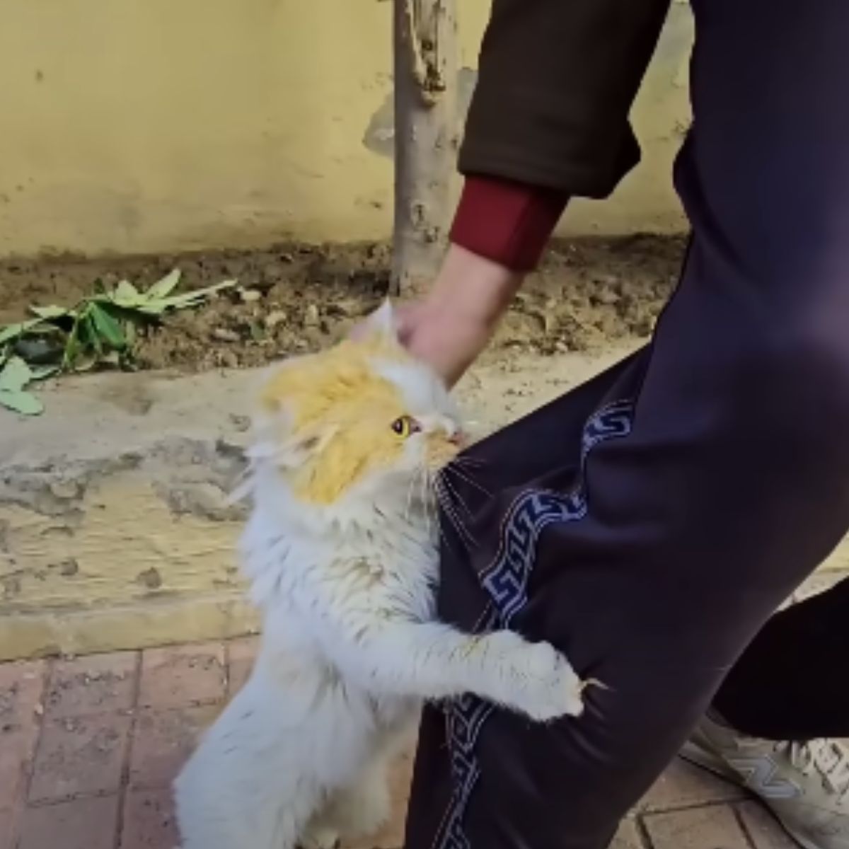 cat climbing on a owners leg