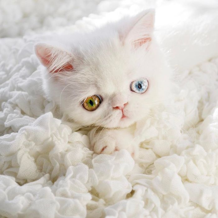 Meet Pam Pam, A Tiny Kitty With Heterochromia Whose Eyes Will Hypnotize You