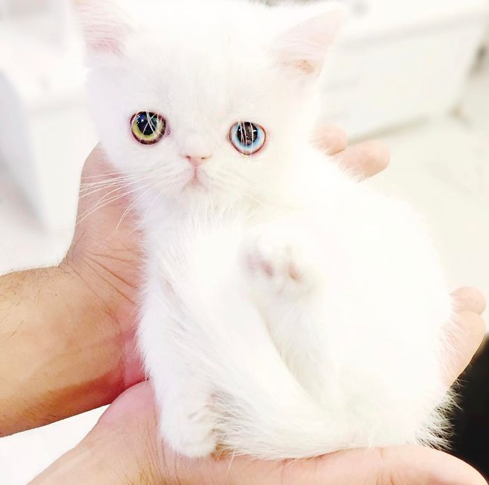 Meet Pam Pam, A Tiny Kitty With Heterochromia Whose Eyes Will Hypnotize You