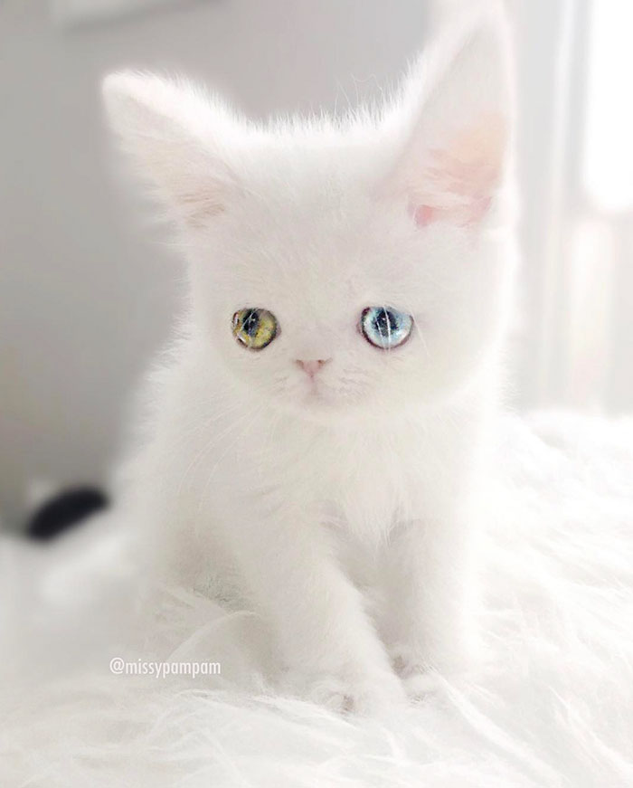 Meet Pam Pam, A Tiny Kitty With Heterochromia Whose Eyes Will Hypnotize You