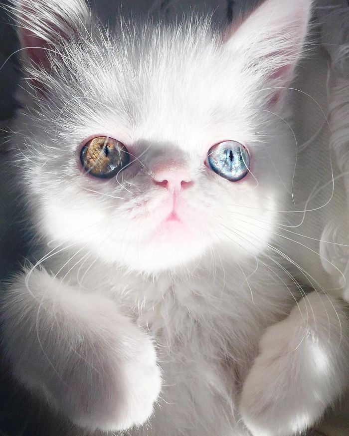 Meet Pam Pam, A Tiny Kitty With Heterochromia Whose Eyes Will Hypnotize You