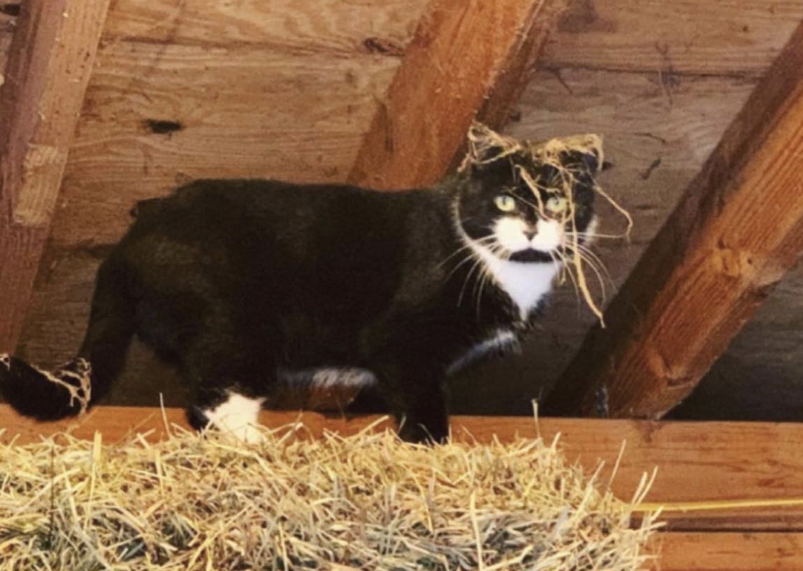 barn cat