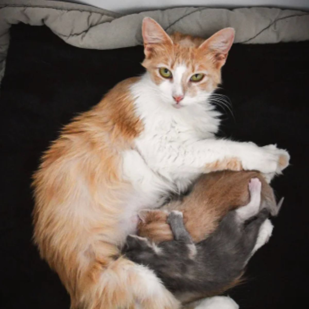 cat laying with kittens