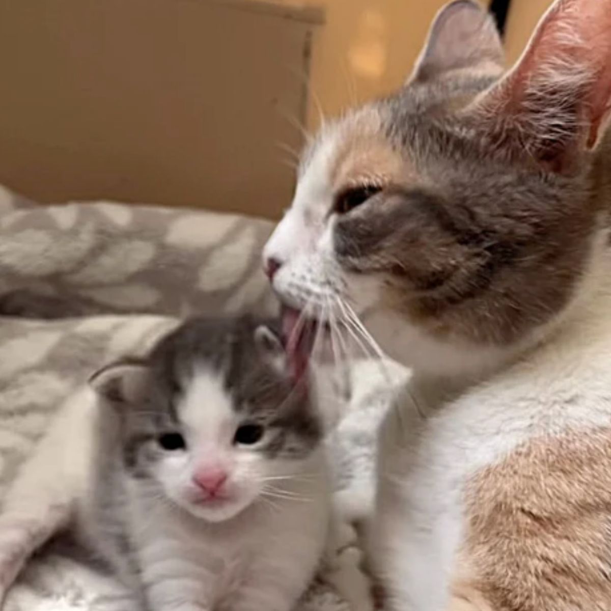 cat licking kitten