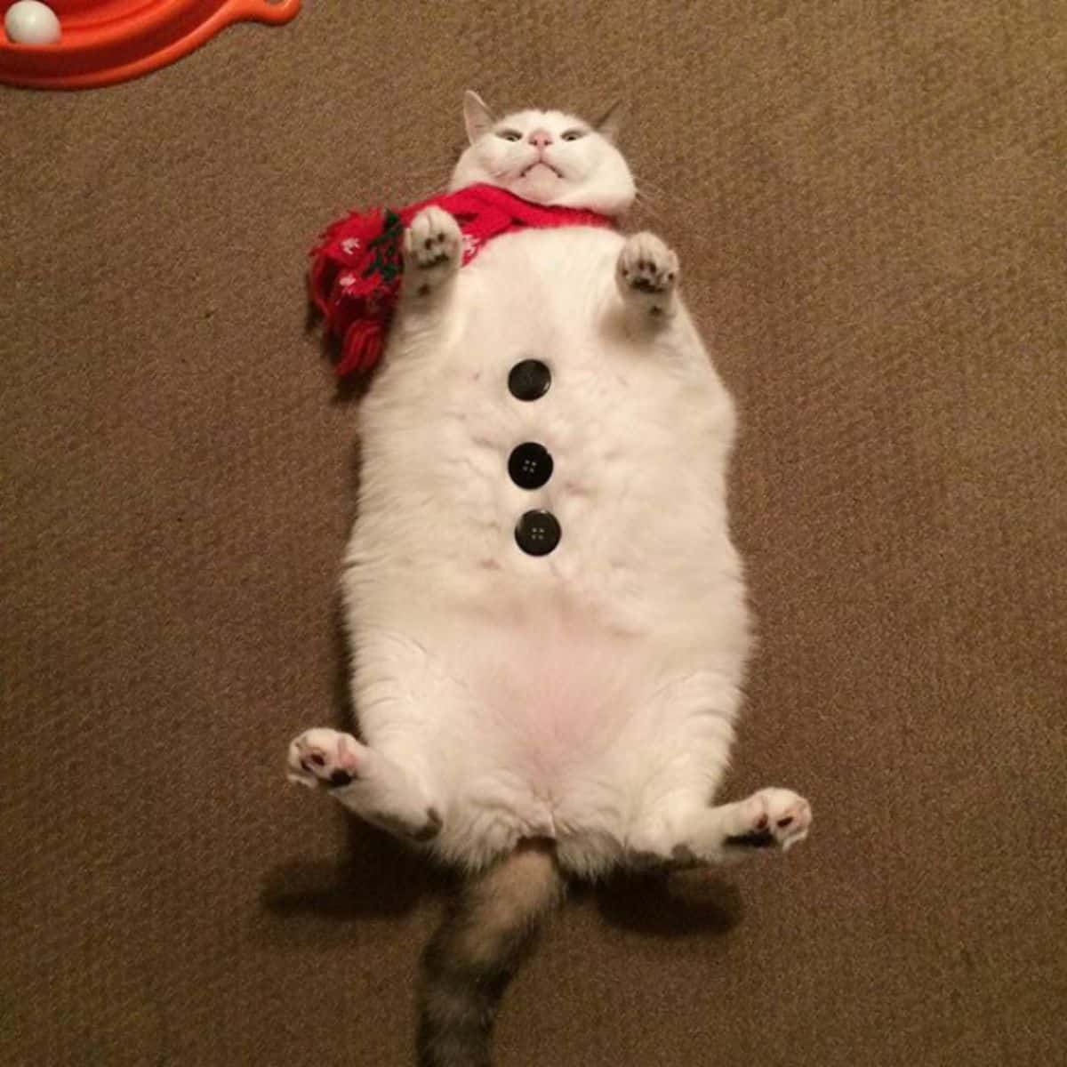 cat like a snowman