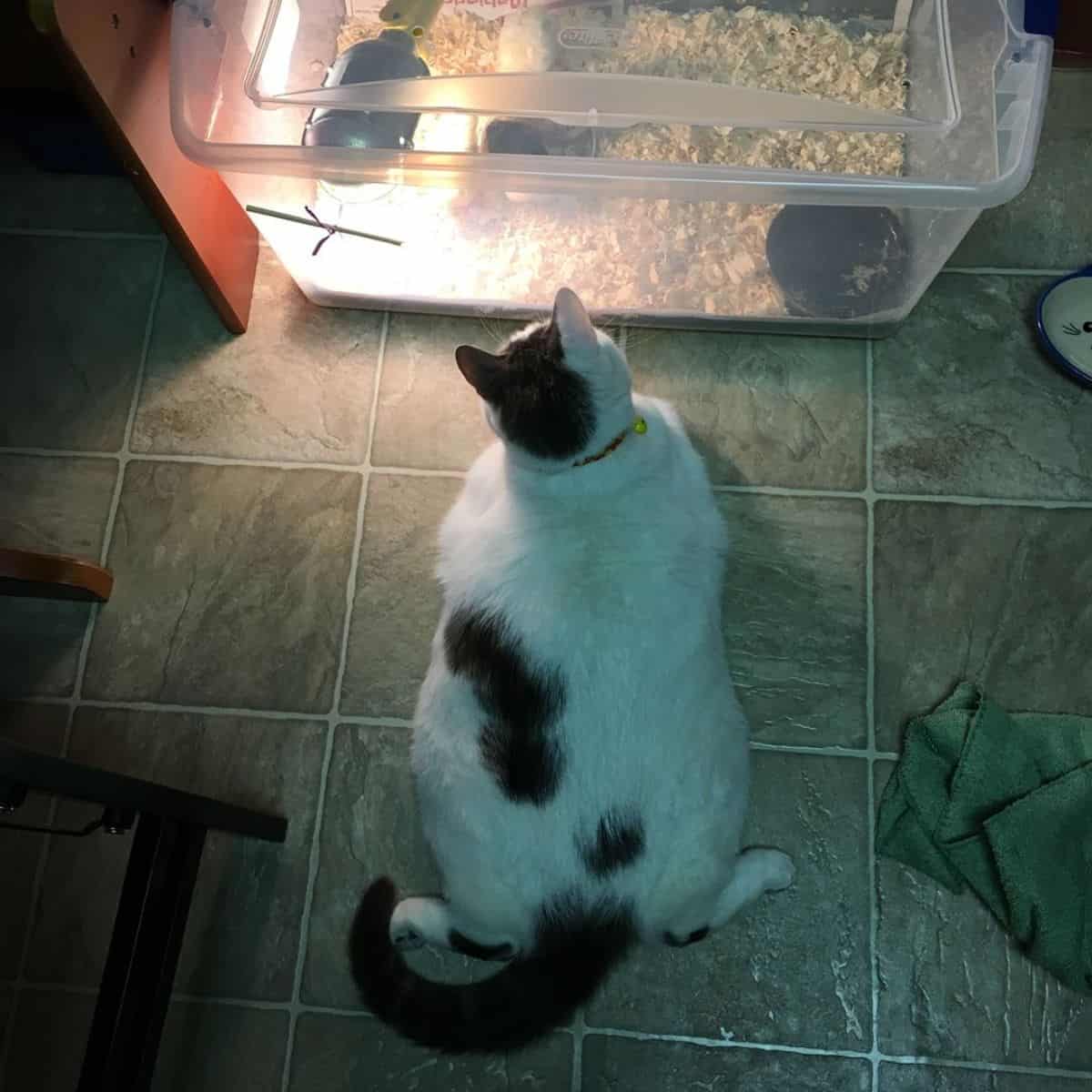 cat looking at mouse